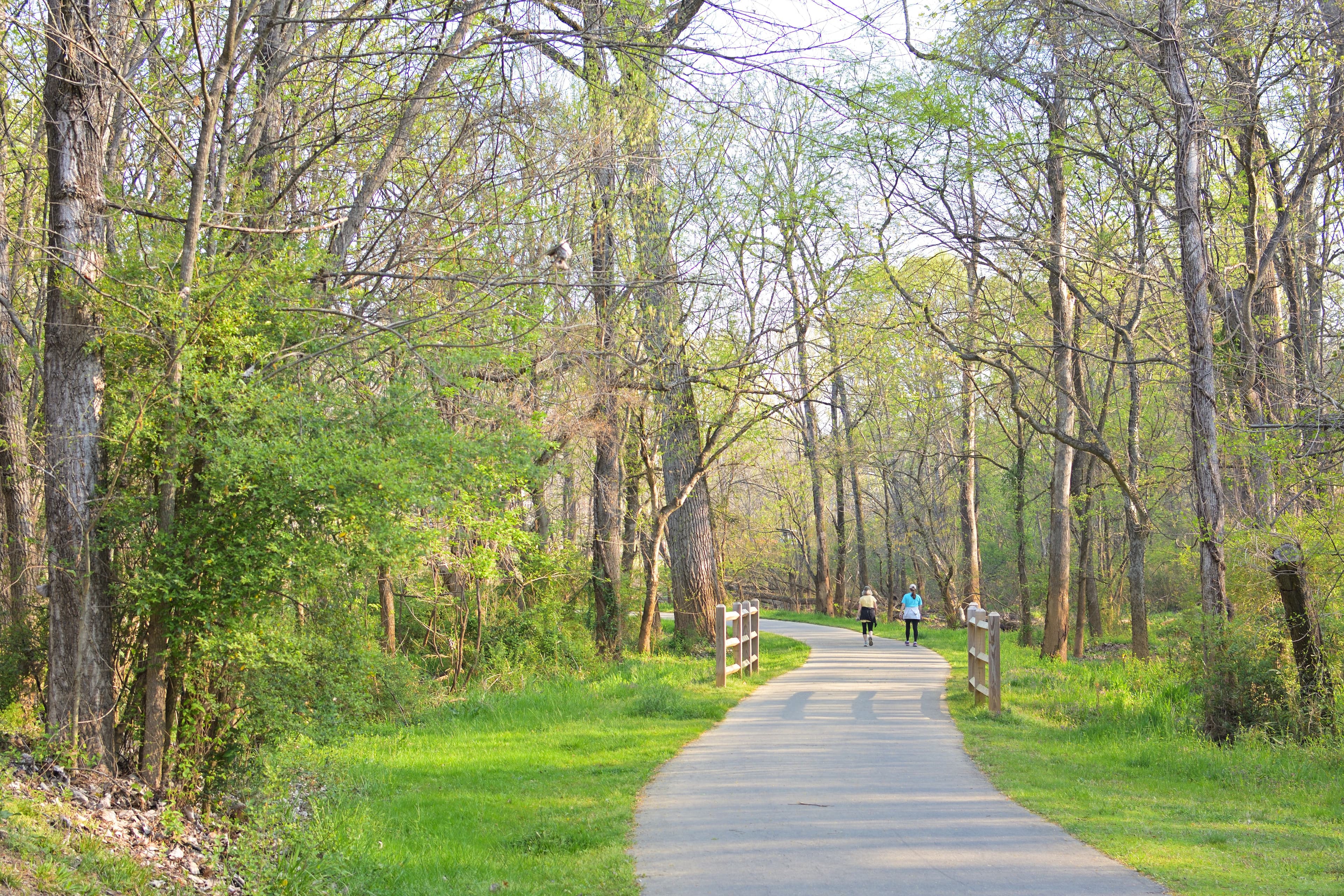 Walkers on a wooded trail through the Broadneck peninsula