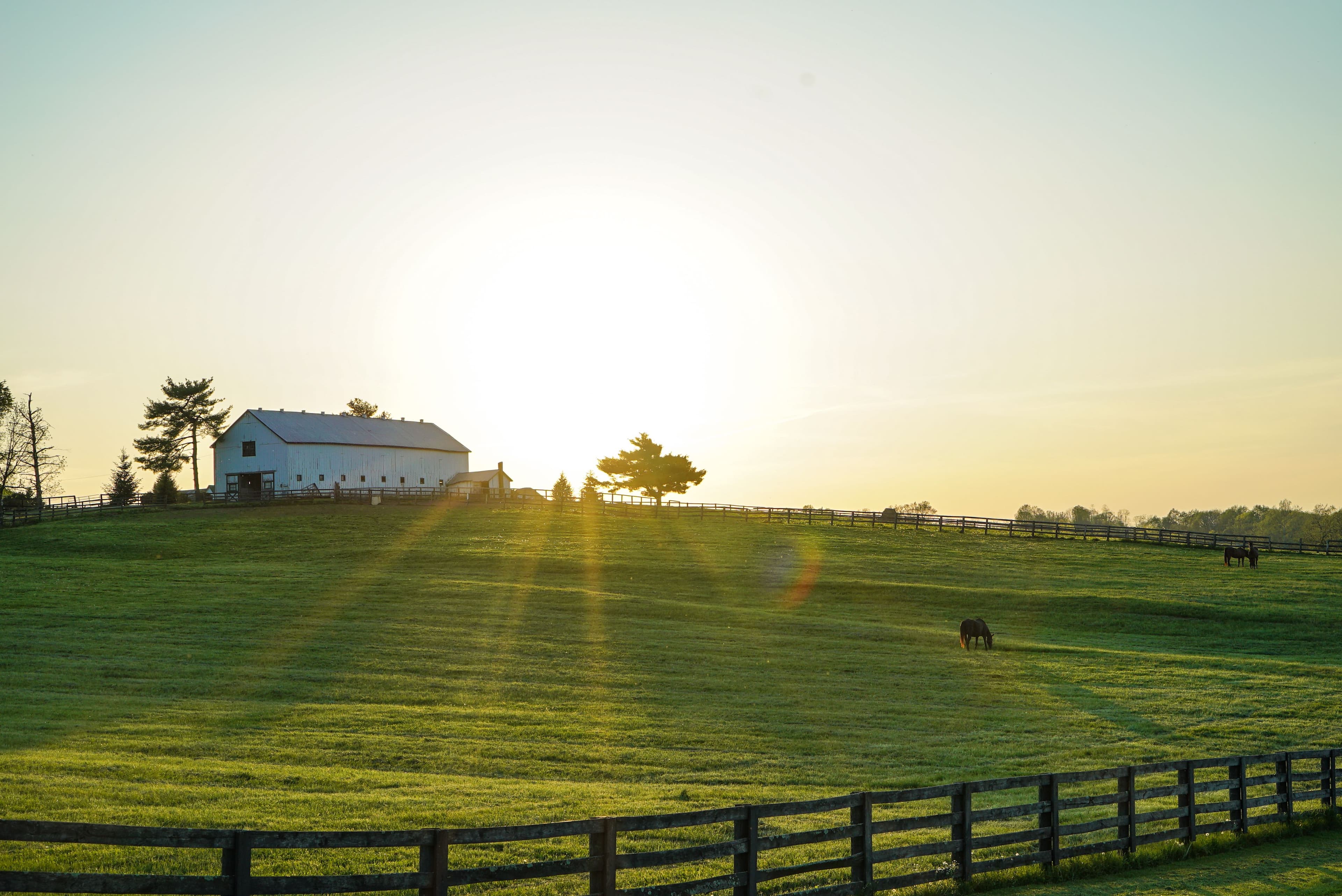 Horses grazing at sunrise on a Davidsonville horse farm